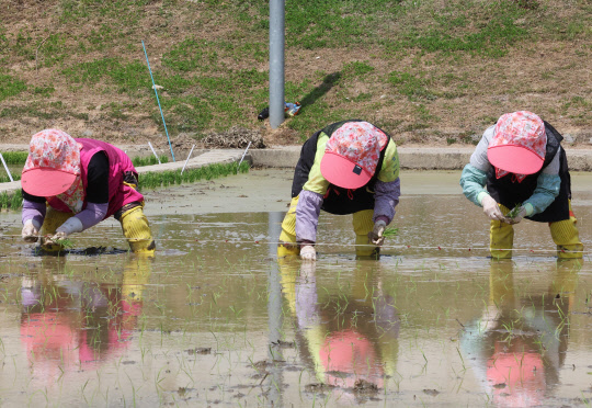 입하를 하루 앞둔 4일 오후 경기도 화성시 경기도농업기술원에서 관계자들이 연구용 논에 손 모내기를 하고 있다. <연합뉴스>